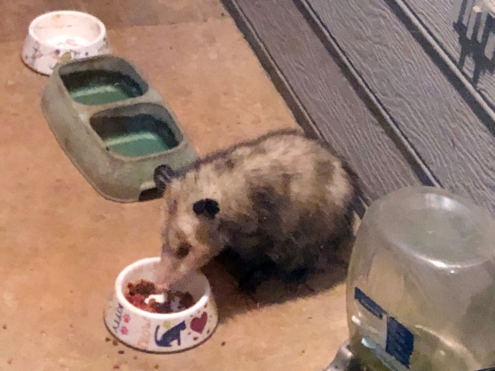 Plemmons Possum